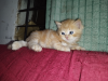 Mix breed ginger female kitten